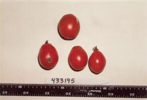 Click for 1 image(s) for this accession. FRUIT